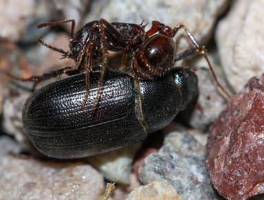 Pogonomyrmex barbatus photo 90