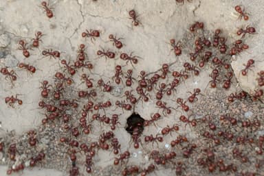 Pogonomyrmex barbatus photo 93