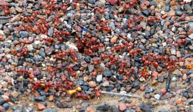 Pogonomyrmex barbatus photo 97