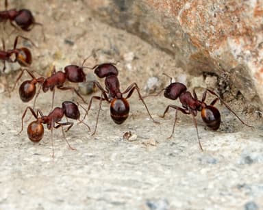 Pogonomyrmex barbatus photo 100
