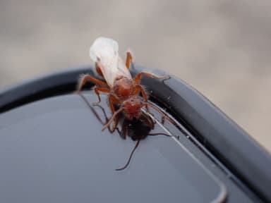 Pogonomyrmex barbatus photo 104