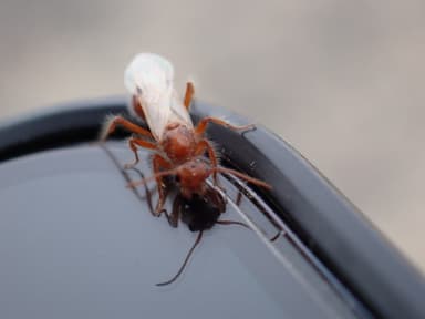 Pogonomyrmex barbatus photo 105