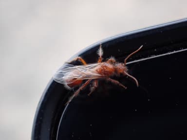 Pogonomyrmex barbatus photo 107