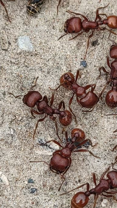 Pogonomyrmex barbatus photo 111