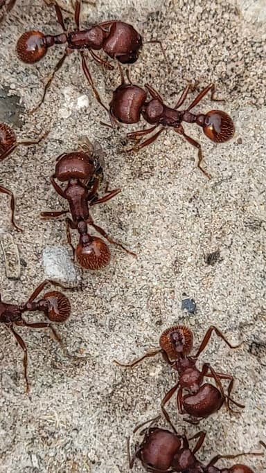 Pogonomyrmex barbatus photo 112