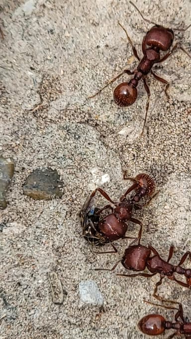 Pogonomyrmex barbatus photo 114