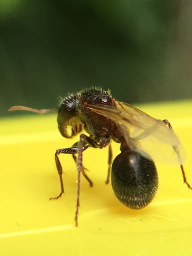 Pogonomyrmex barbatus — queen photo 117