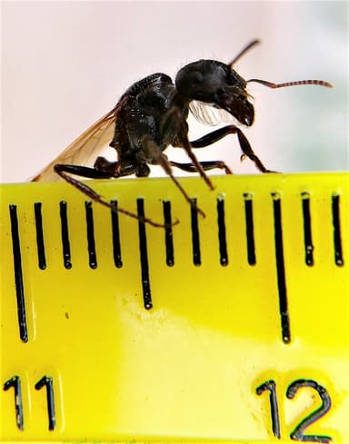 Pogonomyrmex barbatus — queen photo 121