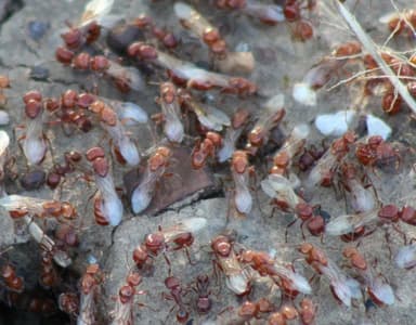 Pogonomyrmex barbatus photo 122