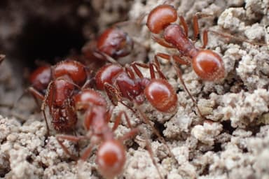 Pogonomyrmex barbatus photo 124