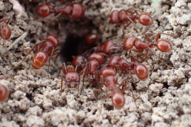 Pogonomyrmex barbatus photo 125