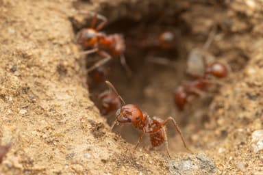 Pogonomyrmex barbatus photo 126