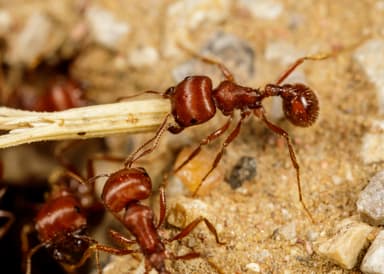 Pogonomyrmex barbatus photo 127