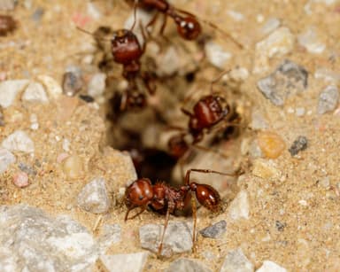 Pogonomyrmex barbatus photo 129