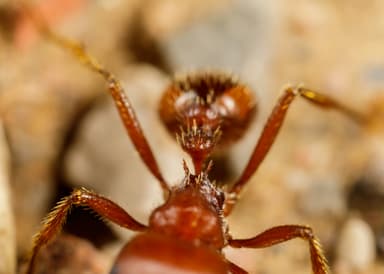 Pogonomyrmex barbatus photo 130