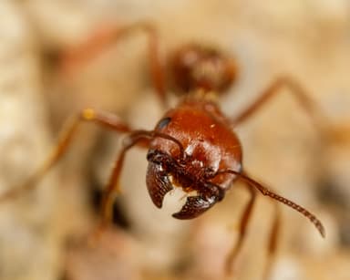 Pogonomyrmex barbatus photo 131