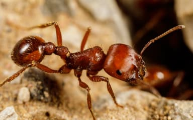 Pogonomyrmex barbatus photo 132