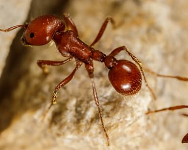 Pogonomyrmex barbatus photo 134