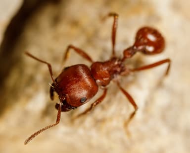 Pogonomyrmex barbatus photo 135