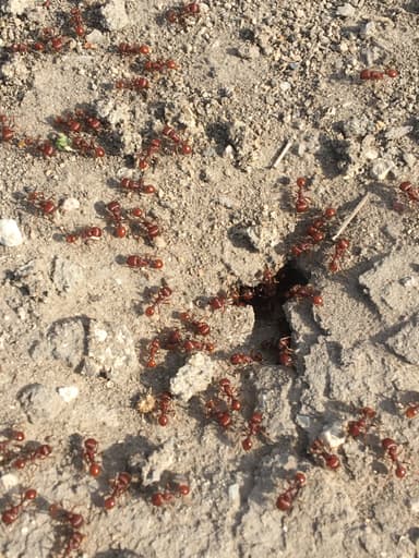 Pogonomyrmex barbatus photo 145