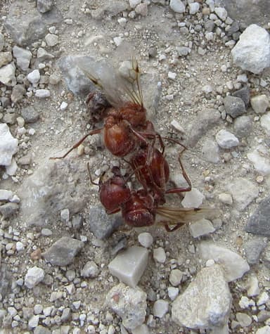 Pogonomyrmex barbatus photo 149