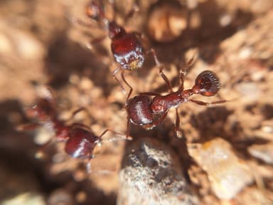 Pogonomyrmex barbatus photo 152