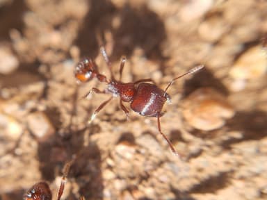 Pogonomyrmex barbatus photo 153