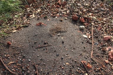 Pogonomyrmex barbatus photo 154
