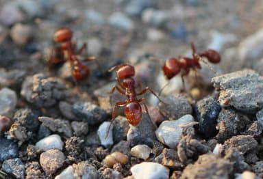Pogonomyrmex barbatus photo 157