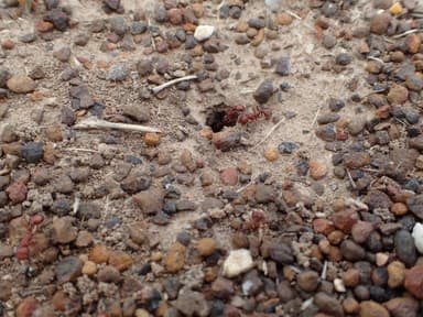 Pogonomyrmex barbatus photo 158