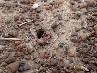 Pogonomyrmex barbatus photo 159
