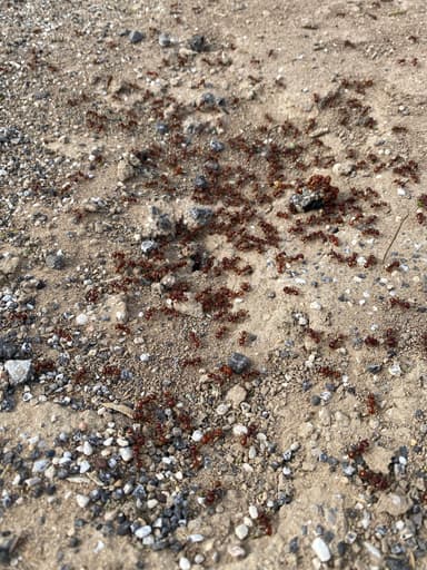Pogonomyrmex barbatus photo 163