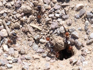 Pogonomyrmex barbatus photo 165