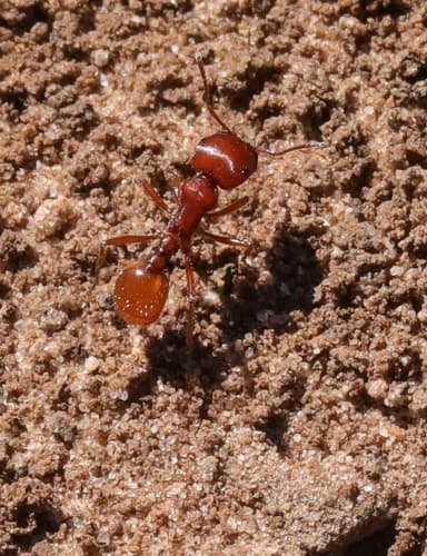 Pogonomyrmex barbatus — colony photo 168