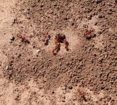 Pogonomyrmex barbatus — colony photo 169