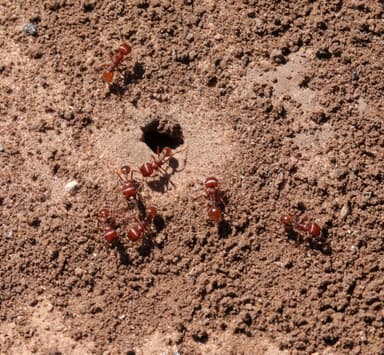 Pogonomyrmex barbatus — colony photo 170