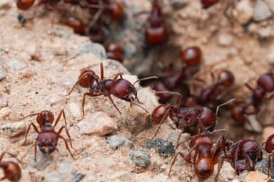 Pogonomyrmex barbatus photo 171