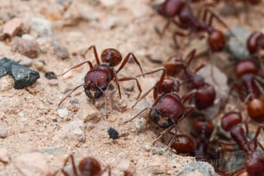Pogonomyrmex barbatus photo 172