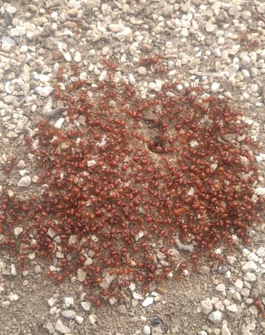 Pogonomyrmex barbatus photo 173