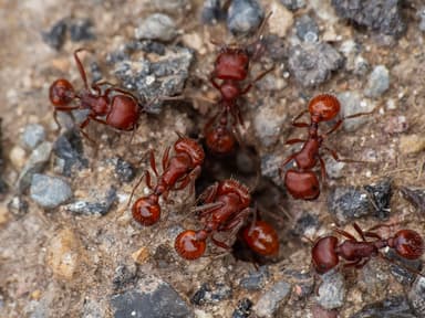 Pogonomyrmex barbatus photo 174