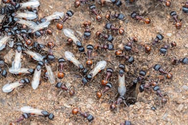 Pogonomyrmex barbatus photo 177
