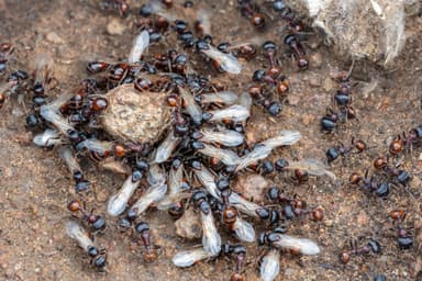 Pogonomyrmex barbatus photo 178