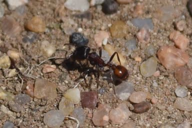 Pogonomyrmex barbatus photo 184