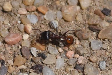 Pogonomyrmex barbatus photo 185