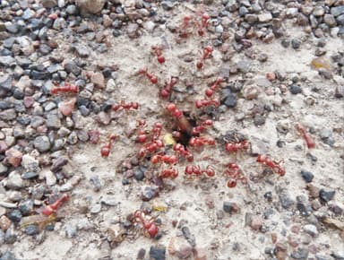Pogonomyrmex barbatus photo 188