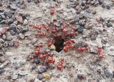 Pogonomyrmex barbatus photo 189