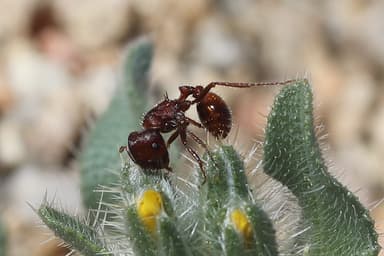 Pogonomyrmex barbatus — colony photo 190