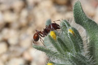 Pogonomyrmex barbatus — colony photo 192