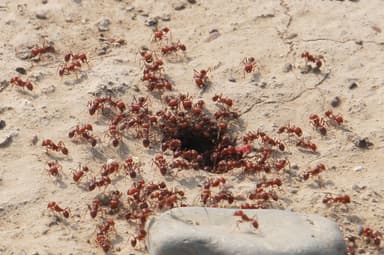 Pogonomyrmex barbatus photo 194