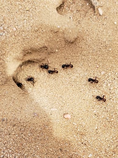 Pogonomyrmex barbatus photo 196